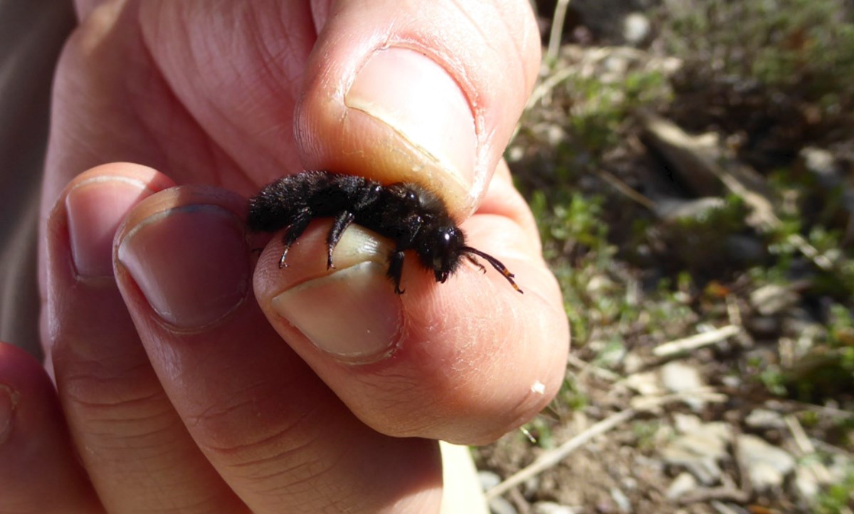 Bees of Andorra