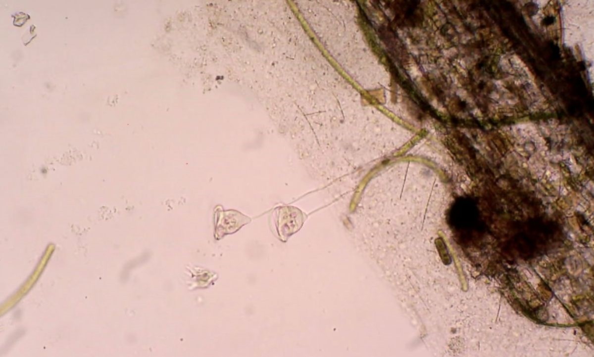 Activitat: 'La vida de l'aigua. Observació de microorganismes aquàtics'