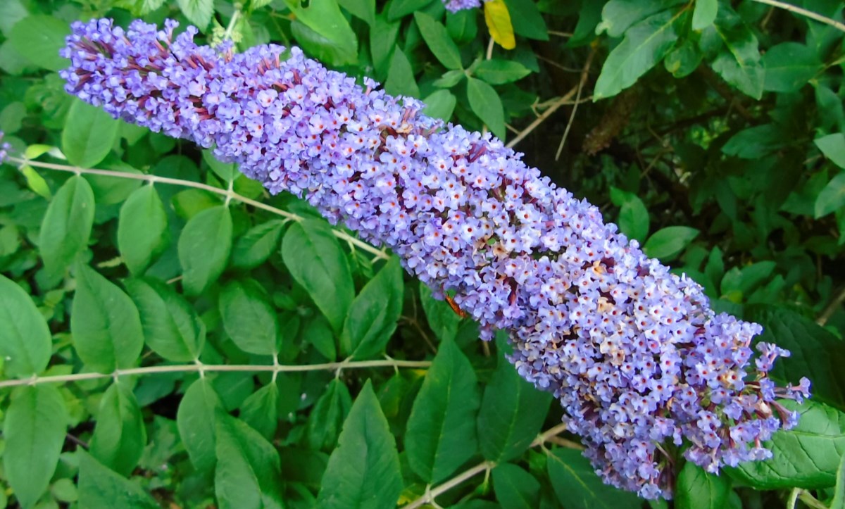 Andorra compta amb 84 espècies al·lòctones