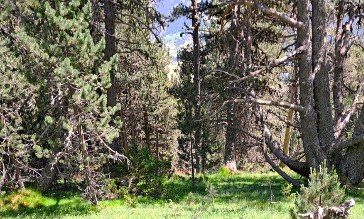Andorra participa en un projecte de monitoratge de l’estoc forestal a escala europea