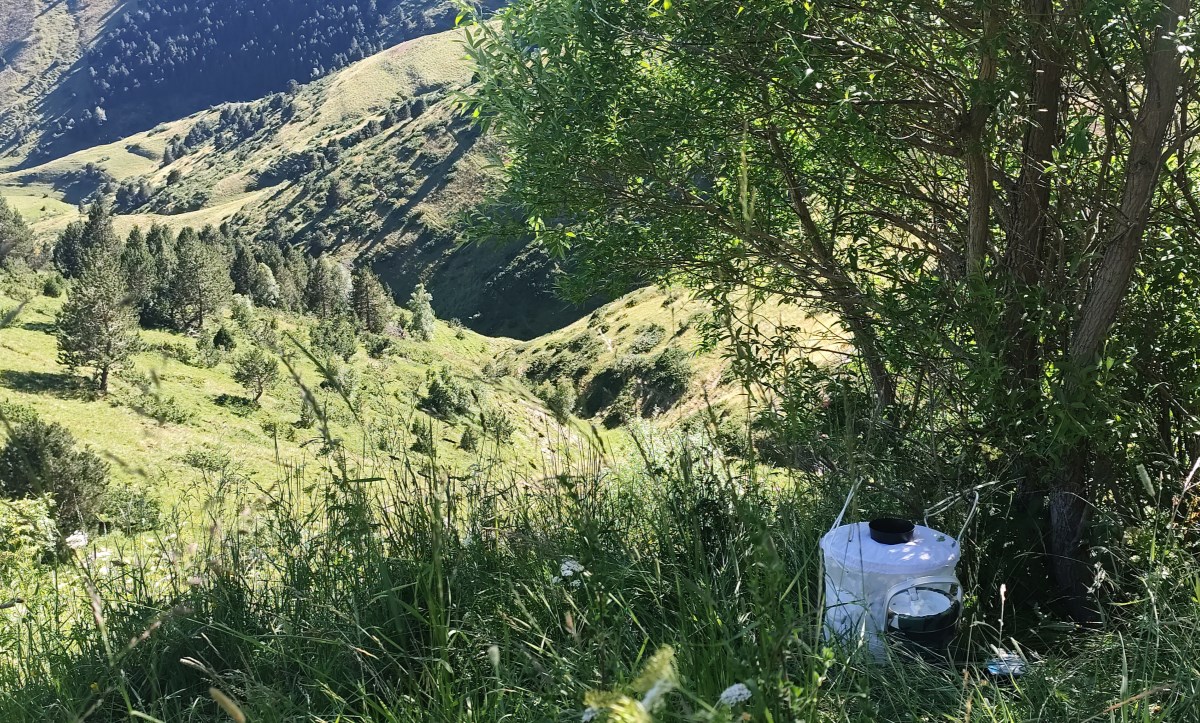 En curs l’estudi de mosquits i altres insectes vectors a Andorra