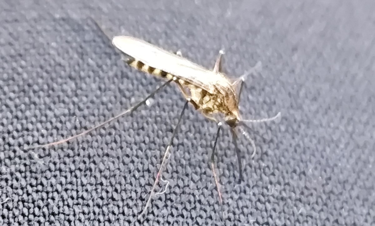 Estudi de mosquits i altres insectes vectors a Andorra