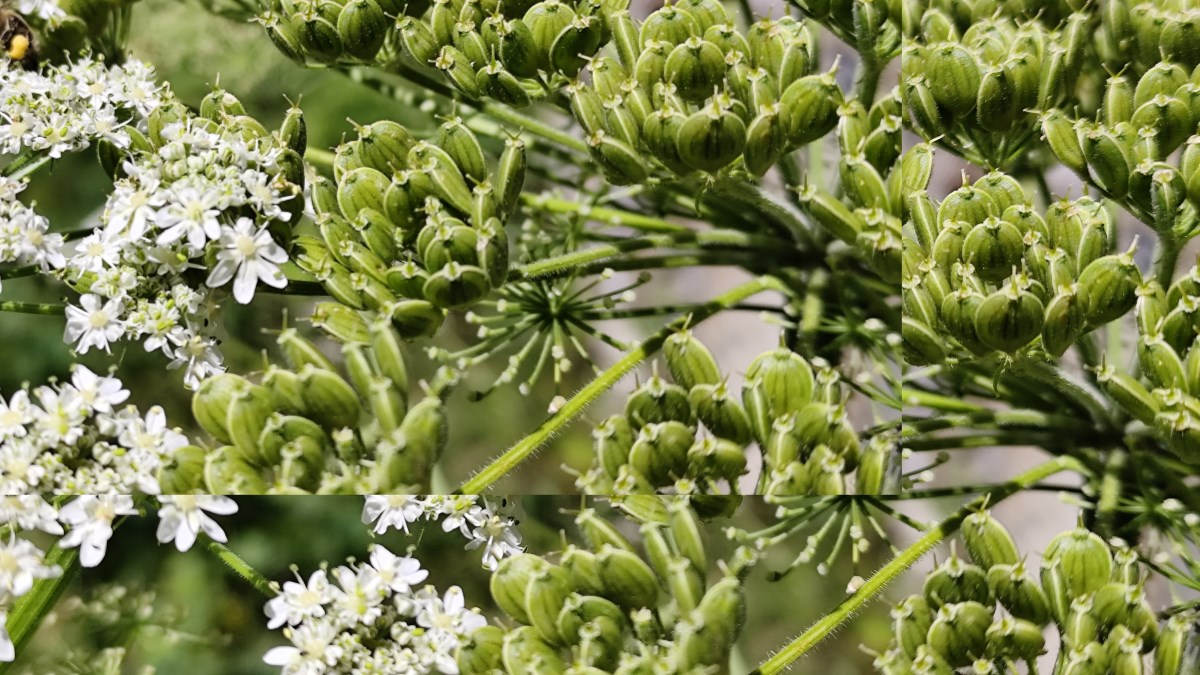 Informació en relació a la detecció de la pampa del Caucas - Heracleum mantegazzianum - a Andorra - resultat negatiu