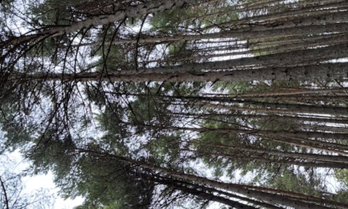 Iniciada una prova pilot del projecte COOPTREE per afavorir la conservació i resiliència del bosc a Andorra 