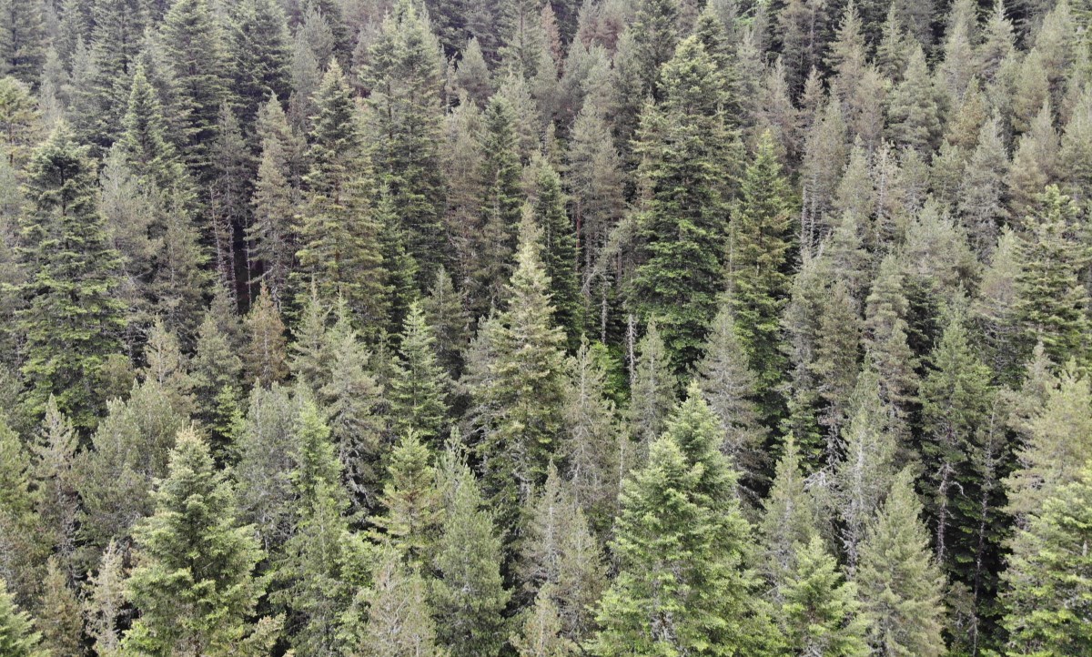Resultats i eines del 1r Inventari Nacional Forestal d'Andorra