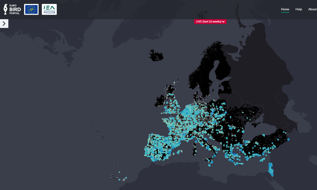 S’actualitza el visor europeu ‘EuroBirdPortal’ que permet veure on són i com es mouen les prop de 600 espècies d’ocells d’Europa