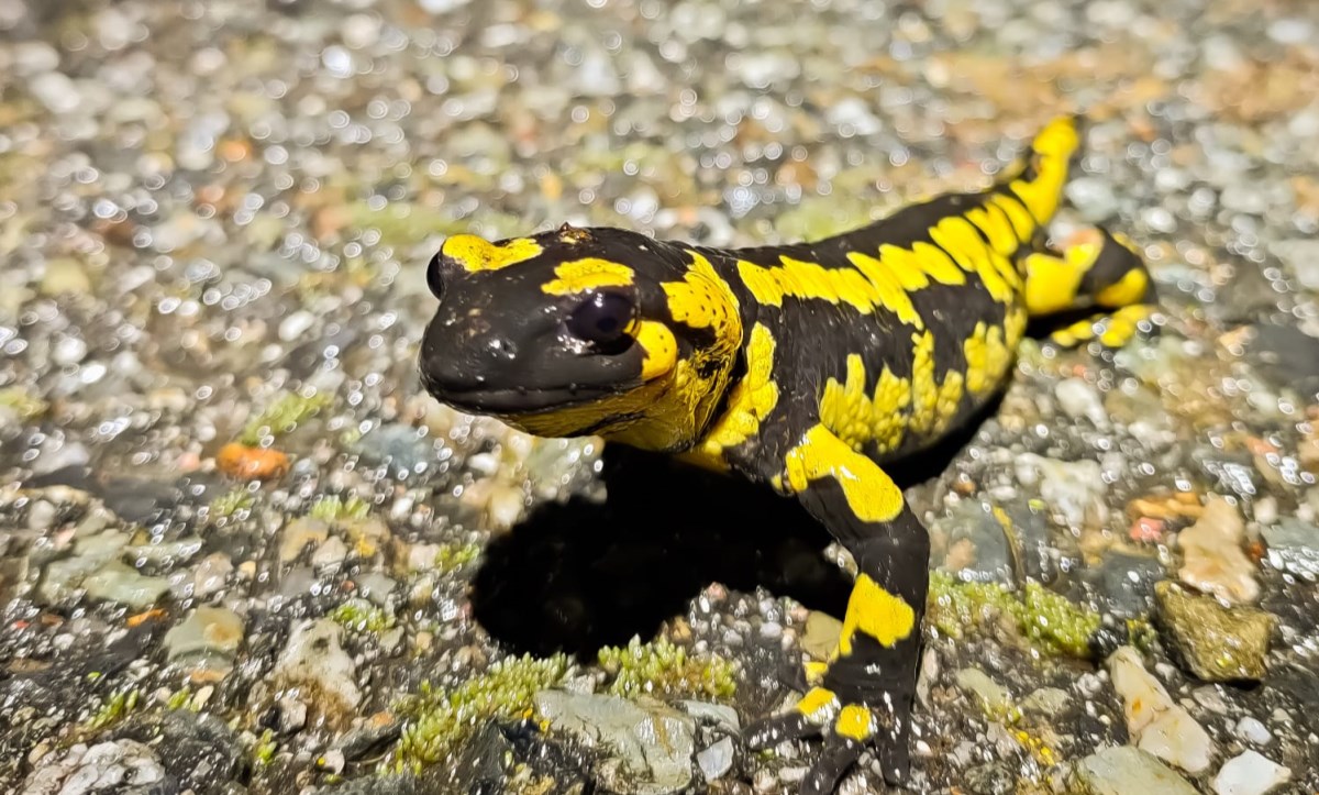 Seguiment d'Amfibis d'Andorra (SACA)