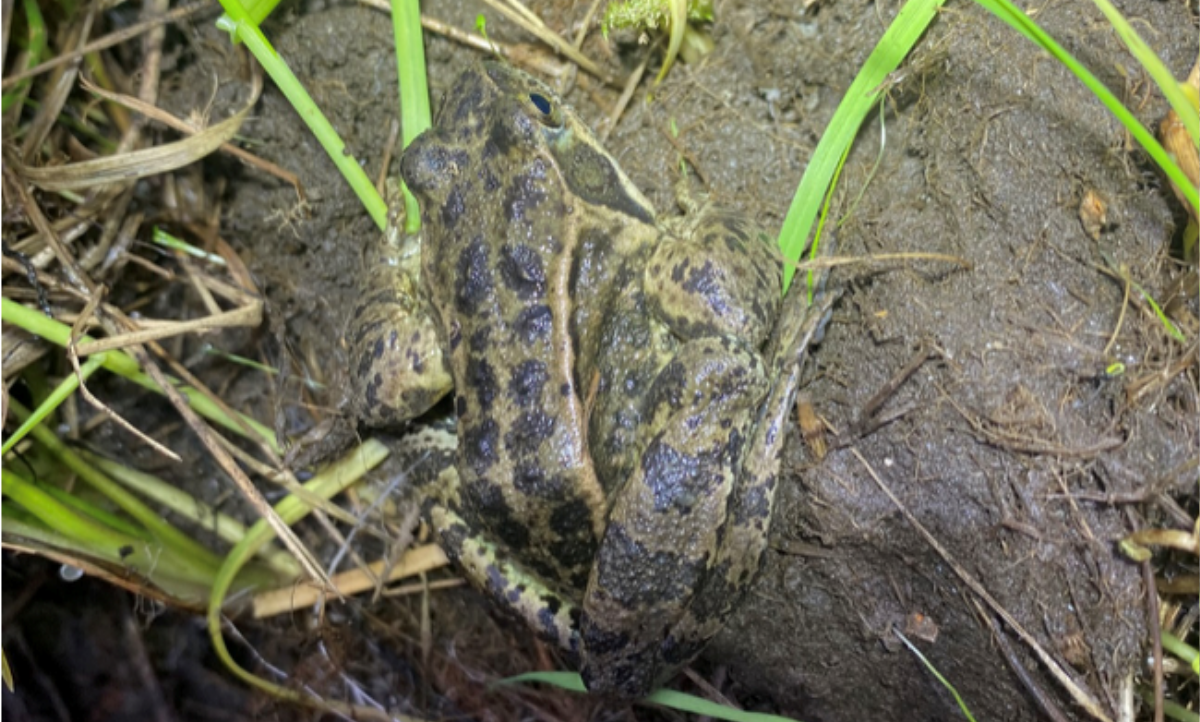 Seguiment d'Amfibis d'Andorra (SACA)